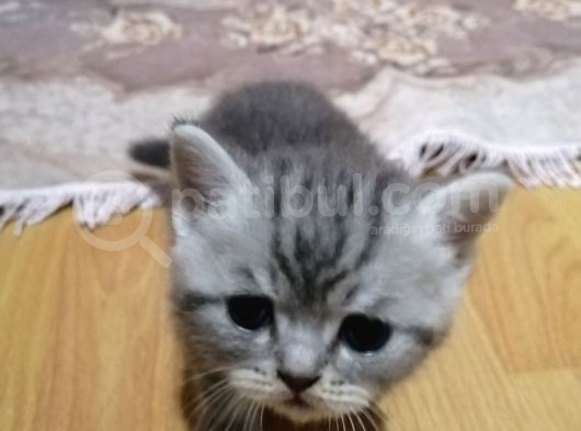 1 Aylık Yavru Kedimiz Rezerveye Hazırdır
