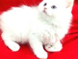 A Kalite Scotish Straight Longhair Red Point