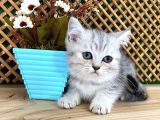 Safkan Süper Kalite Silver Tabby British Shorthair Yavrumuz  Tomi