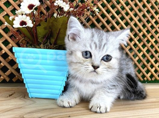 Safkan Süper Kalite Silver Tabby British Shorthair Yavrumuz  Tomi görsel