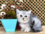 Safkan Süper Kalite Silver Tabby British Shorthair Yavrumuz  Tomi