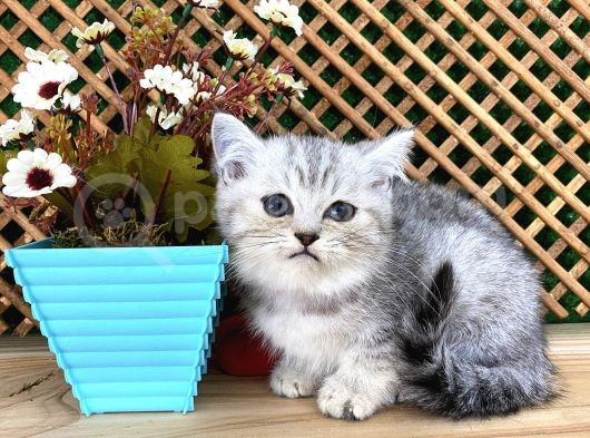 Safkan Süper Kalite Silver Tabby British Shorthair Yavrumuz  Tomi görsel