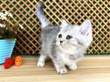 Safkan Süper Kalite Silver Tabby British Shorthair Yavrumuz  Tomi