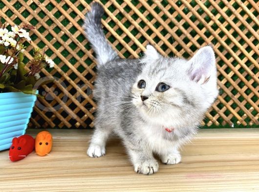 Safkan Süper Kalite Silver Tabby British Shorthair Yavrumuz  Tomi görsel