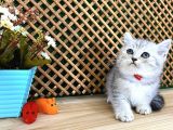 Safkan Süper Kalite Silver Tabby British Shorthair Yavrumuz  Tomi