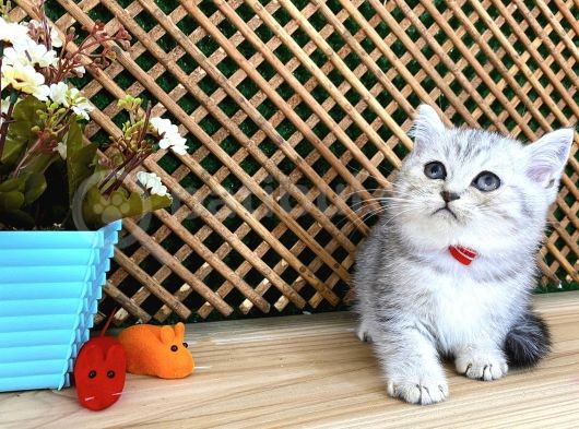 Safkan Süper Kalite Silver Tabby British Shorthair Yavrumuz  Tomi görsel
