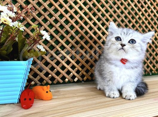 Safkan Süper Kalite Silver Tabby British Shorthair Yavrumuz  Tomi görsel