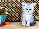 Safkan Süper Kalite Silver Tabby British Shorthair Yavrumuz  Tomi