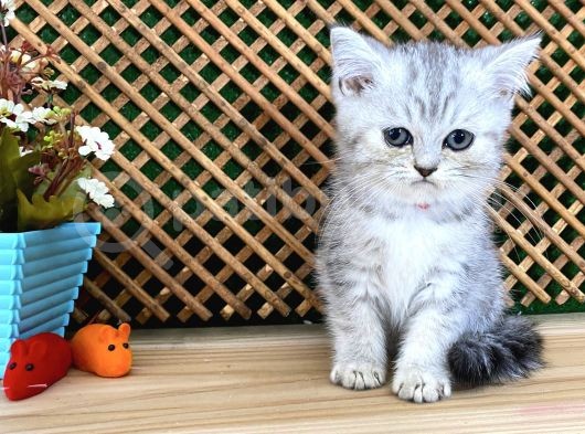 Safkan Süper Kalite Silver Tabby British Shorthair Yavrumuz  Tomi görsel