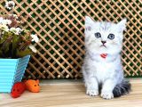 Safkan Süper Kalite Silver Tabby British Shorthair Yavrumuz  Tomi