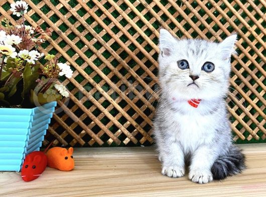 Safkan Süper Kalite Silver Tabby British Shorthair Yavrumuz  Tomi