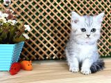 Safkan Süper Kalite Silver Tabby British Shorthair Yavrumuz  Tomi