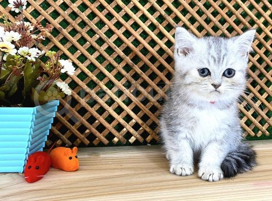Safkan Süper Kalite Silver Tabby British Shorthair Yavrumuz  Tomi görsel