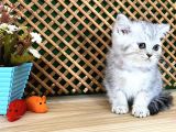 Safkan Süper Kalite Silver Tabby British Shorthair Yavrumuz  Tomi