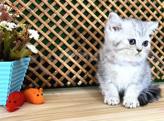 Safkan Süper Kalite Silver Tabby British Shorthair Yavrumuz  Tomi görsel