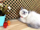 Safkan Sağlıklı Blue Point British Shorthair Yavrumuz Milky