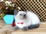Safkan Sağlıklı Blue Point British Shorthair Yavrumuz Milky