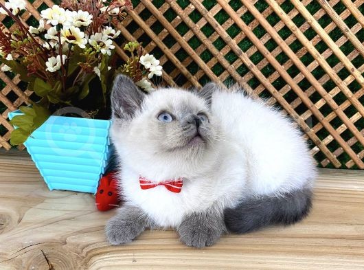 Safkan Sağlıklı Blue Point British Shorthair Yavrumuz Milky görsel