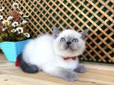 Safkan Sağlıklı Blue Point British Shorthair Yavrumuz Milky