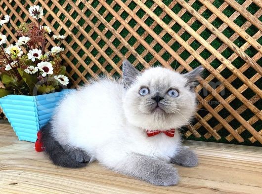 Safkan Sağlıklı Blue Point British Shorthair Yavrumuz Milky görsel