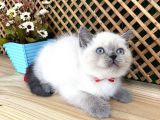 Safkan Sağlıklı Blue Point British Shorthair Yavrumuz Milky