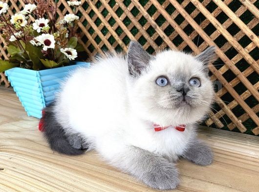 Safkan Sağlıklı Blue Point British Shorthair Yavrumuz Milky görsel