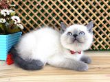 Safkan Sağlıklı Blue Point British Shorthair Yavrumuz Milky