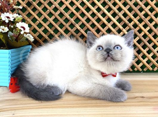 Safkan Sağlıklı Blue Point British Shorthair Yavrumuz Milky görsel