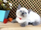 Safkan Sağlıklı Blue Point British Shorthair Yavrumuz Milky