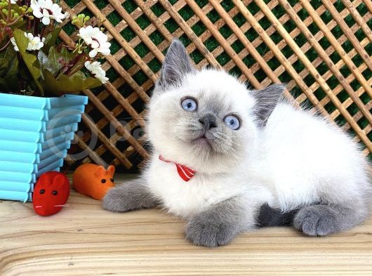 Safkan Sağlıklı Blue Point British Shorthair Yavrumuz Milky görsel