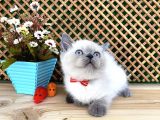 Safkan Sağlıklı Blue Point British Shorthair Yavrumuz Milky