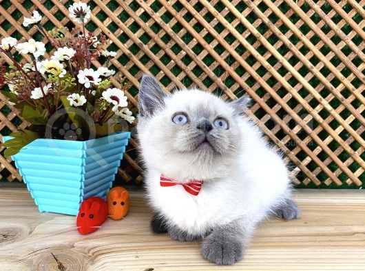 Safkan Sağlıklı Blue Point British Shorthair Yavrumuz Milky görsel