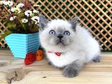 Safkan Sağlıklı Blue Point British Shorthair Yavrumuz Milky