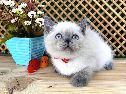 Safkan Sağlıklı Blue Point British Shorthair Yavrumuz Milky