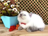 Süper Kalite Blue Point British Shorthair Yavrumuz Sumo