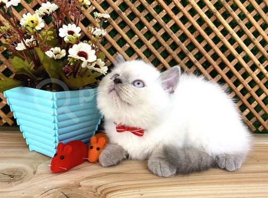 Süper Kalite Blue Point British Shorthair Yavrumuz Sumo görsel