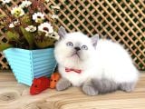 Süper Kalite Blue Point British Shorthair Yavrumuz Sumo
