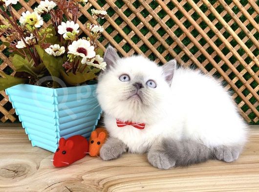 Süper Kalite Blue Point British Shorthair Yavrumuz Sumo görsel