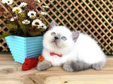 Süper Kalite Blue Point British Shorthair Yavrumuz Sumo