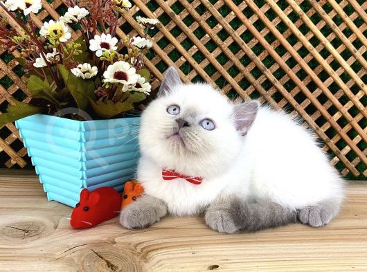 Süper Kalite Blue Point British Shorthair Yavrumuz Sumo görsel