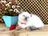 Süper Kalite Blue Point British Shorthair Yavrumuz Sumo