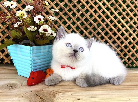 Süper Kalite Blue Point British Shorthair Yavrumuz Sumo