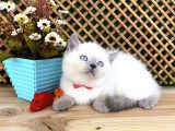 Süper Kalite Blue Point British Shorthair Yavrumuz Sumo