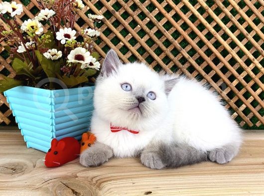 Süper Kalite Blue Point British Shorthair Yavrumuz Sumo görsel