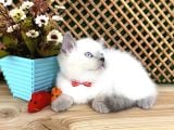 Süper Kalite Blue Point British Shorthair Yavrumuz Sumo