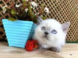Süper Kalite Blue Point British Shorthair Yavrumuz Sumo