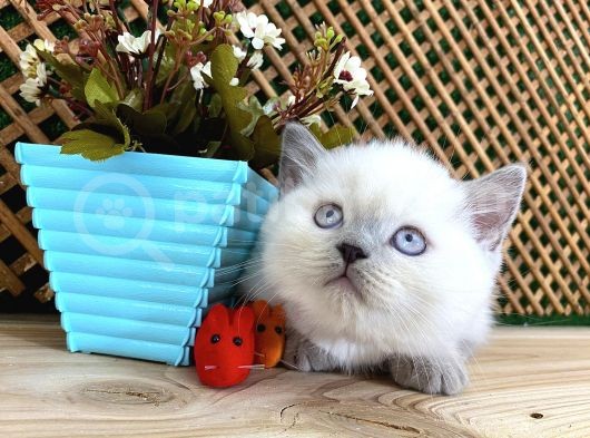Süper Kalite Blue Point British Shorthair Yavrumuz Sumo görsel