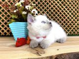 Süper Kalite Blue Point British Shorthair Yavrumuz Sumo
