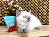 Süper Kalite Blue Point British Shorthair Yavrumuz Sumo