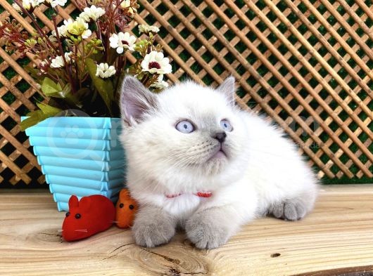 Süper Kalite Blue Point British Shorthair Yavrumuz Sumo görsel